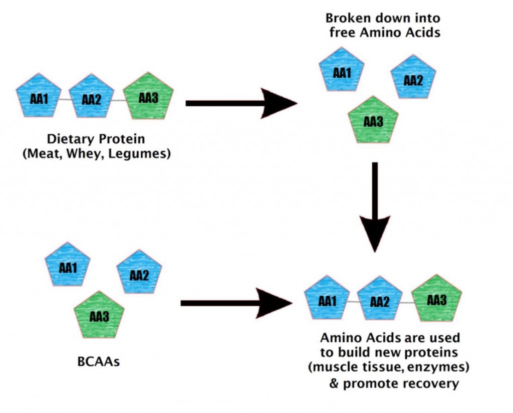 amino acids & BCAA